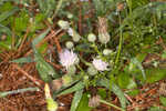 Nuttall's thistle
